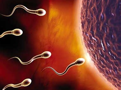 精液不液化、精子成活率低可导致男性不育