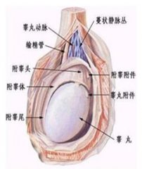 睾丸异常